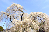 清雲寺のしだれ桜