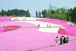 芝桜の丘