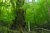 山登り